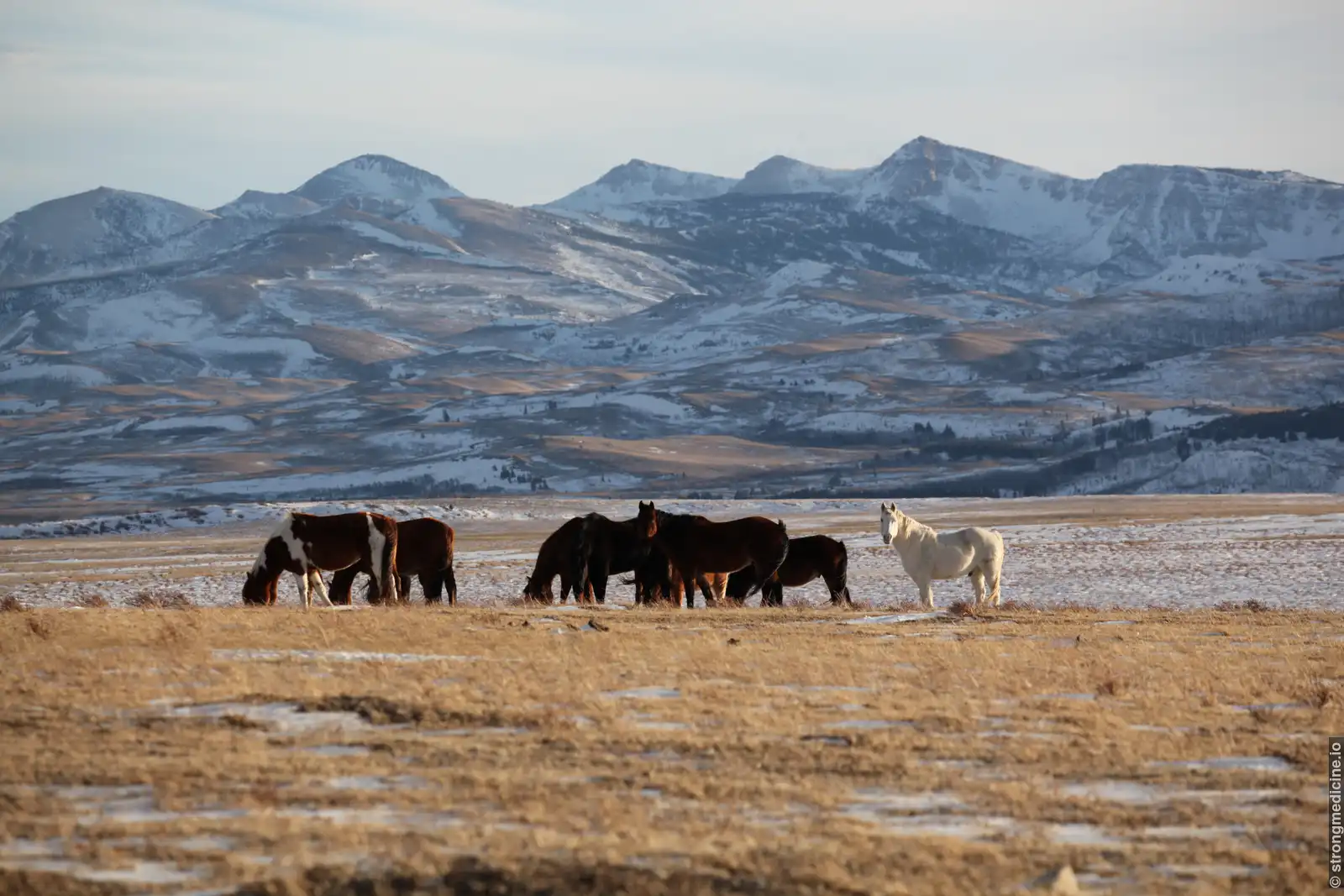 Wild Horses